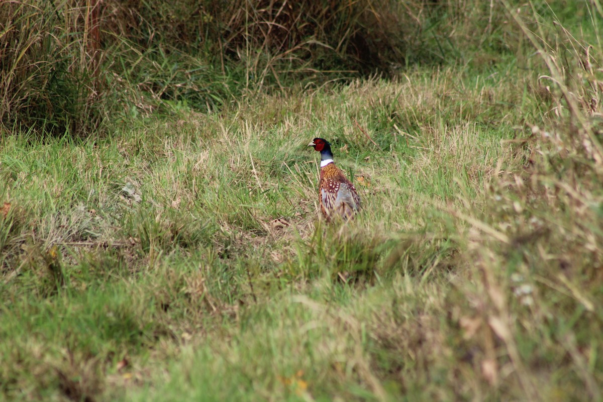 Ring-necked Pheasant - ML376667781