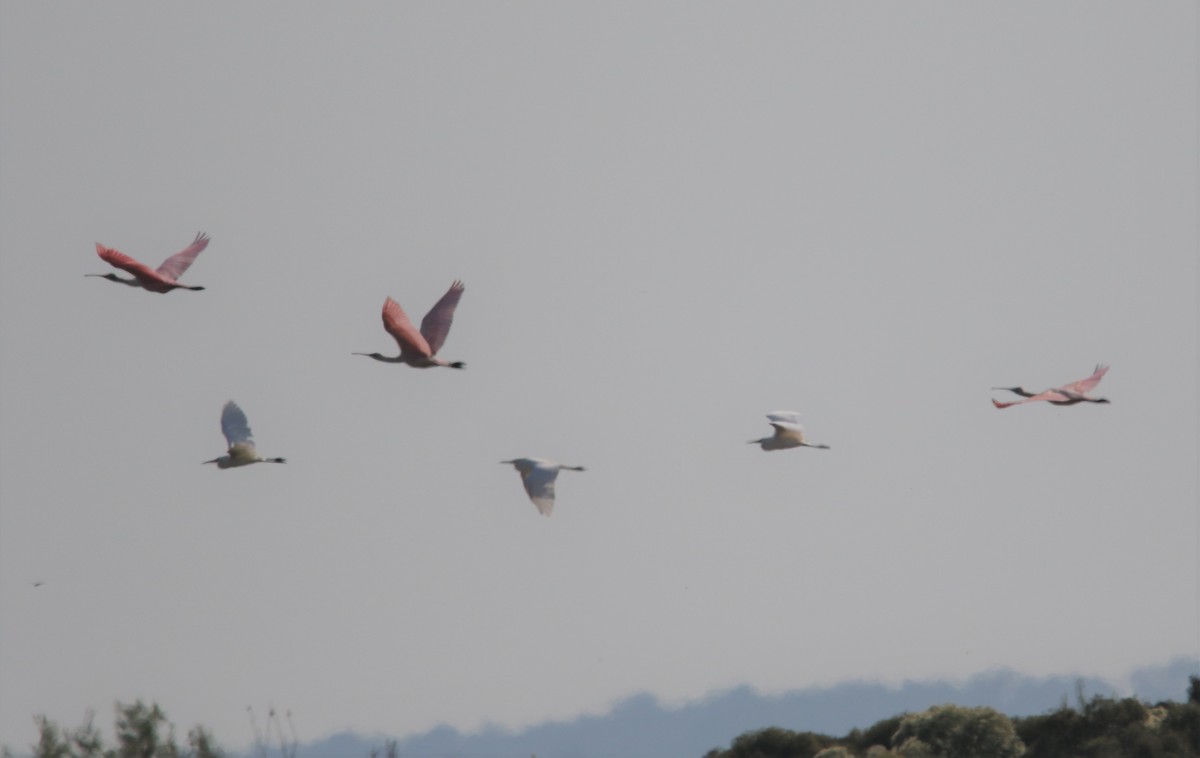 Roseate Spoonbill - ML376668291