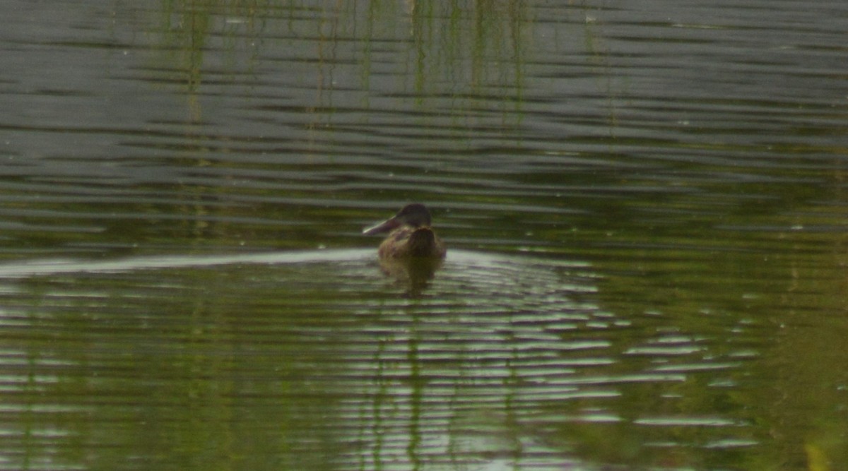 Northern Shoveler - Keith M Kemp