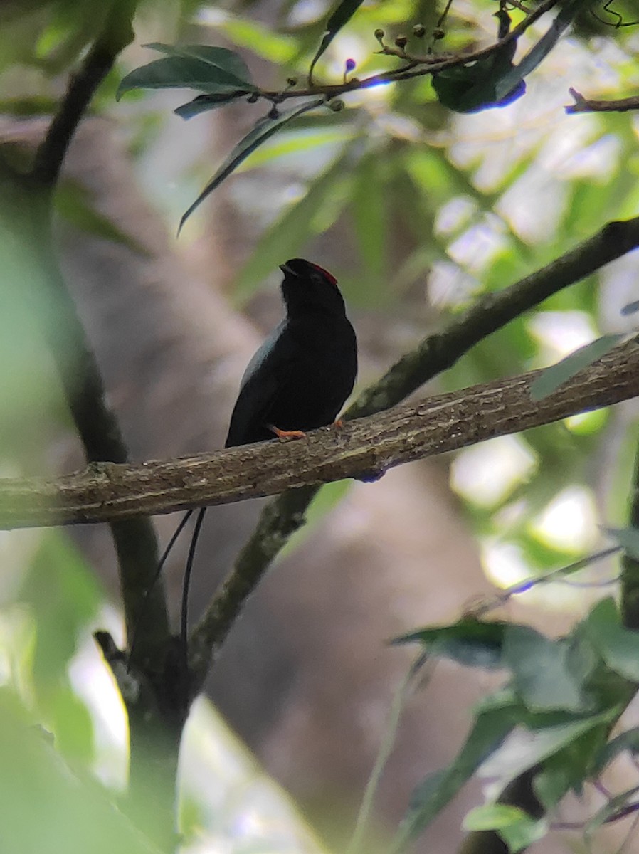 Long-tailed Manakin - ML376670841