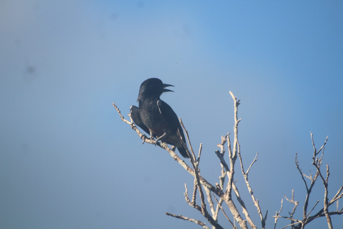 Swallow-winged Puffbird - ML376671441