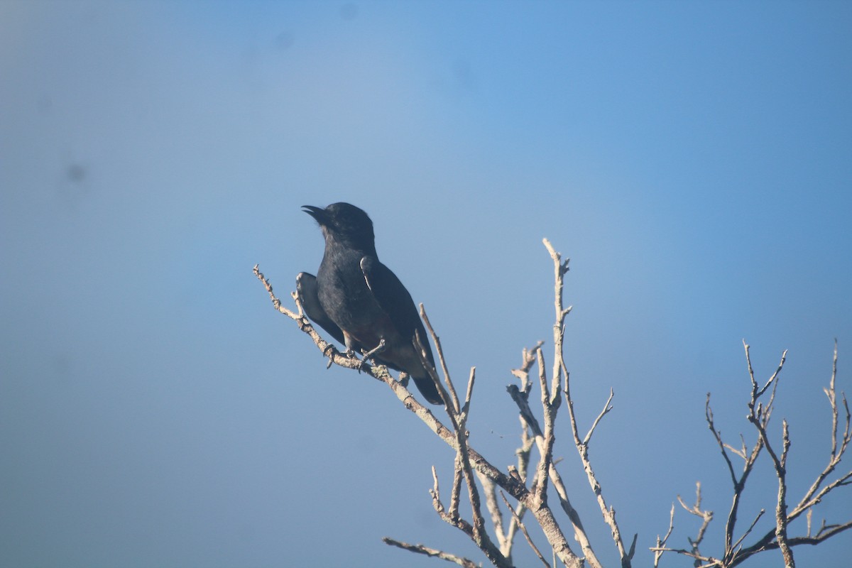 Swallow-winged Puffbird - ML376671451