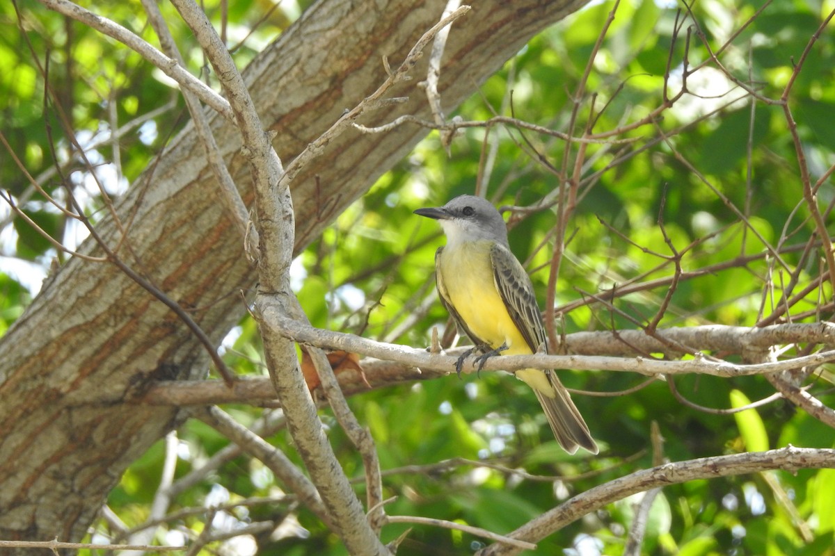 Tropical Kingbird - Isis Castro-Alberto  (Choose Honduras)