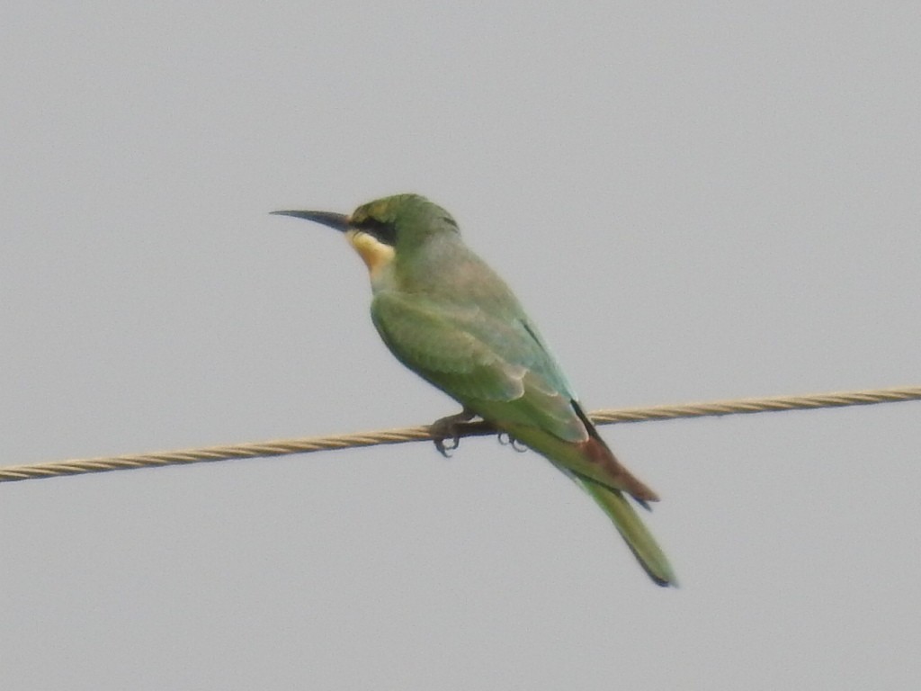 Blue-tailed Bee-eater - Rajendra Gadgil