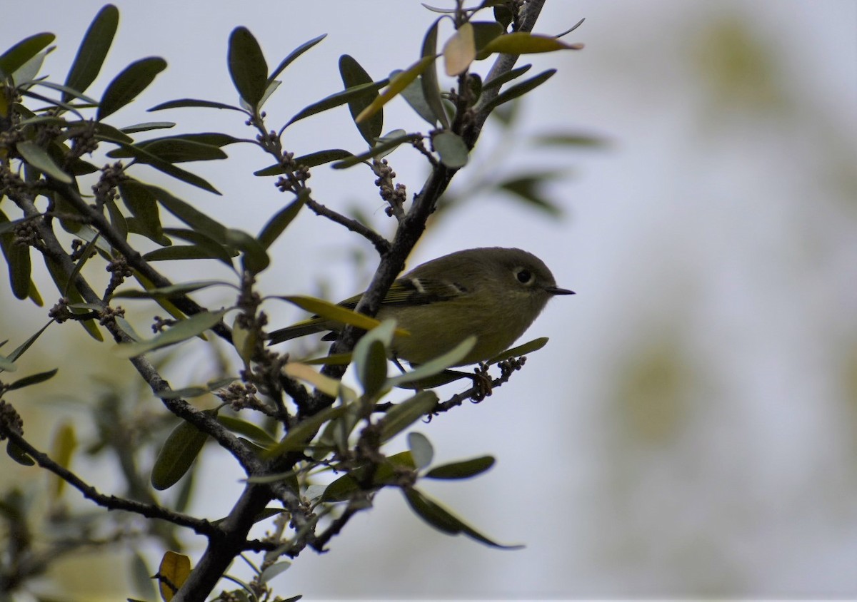 Ruby-crowned Kinglet - ML376673551