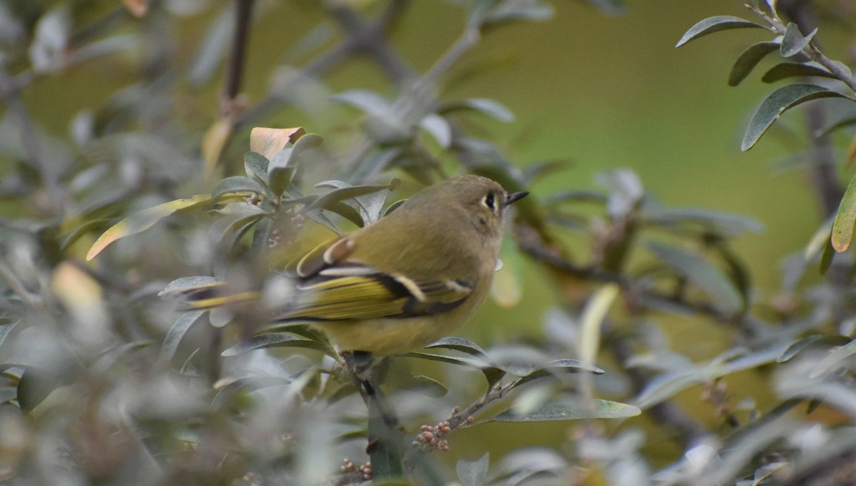 Ruby-crowned Kinglet - ML376673671