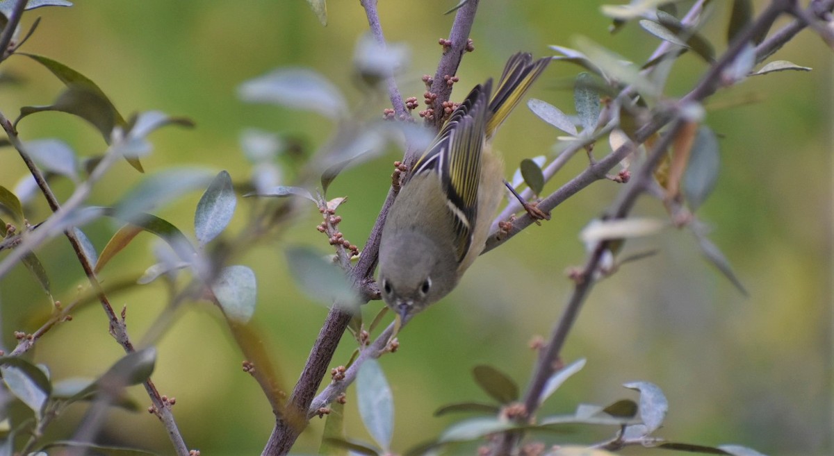 Ruby-crowned Kinglet - ML376673871