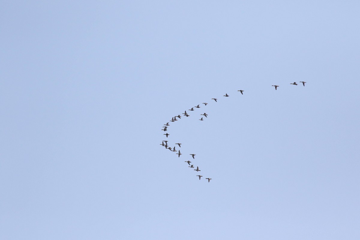 American Wigeon - ML376673891