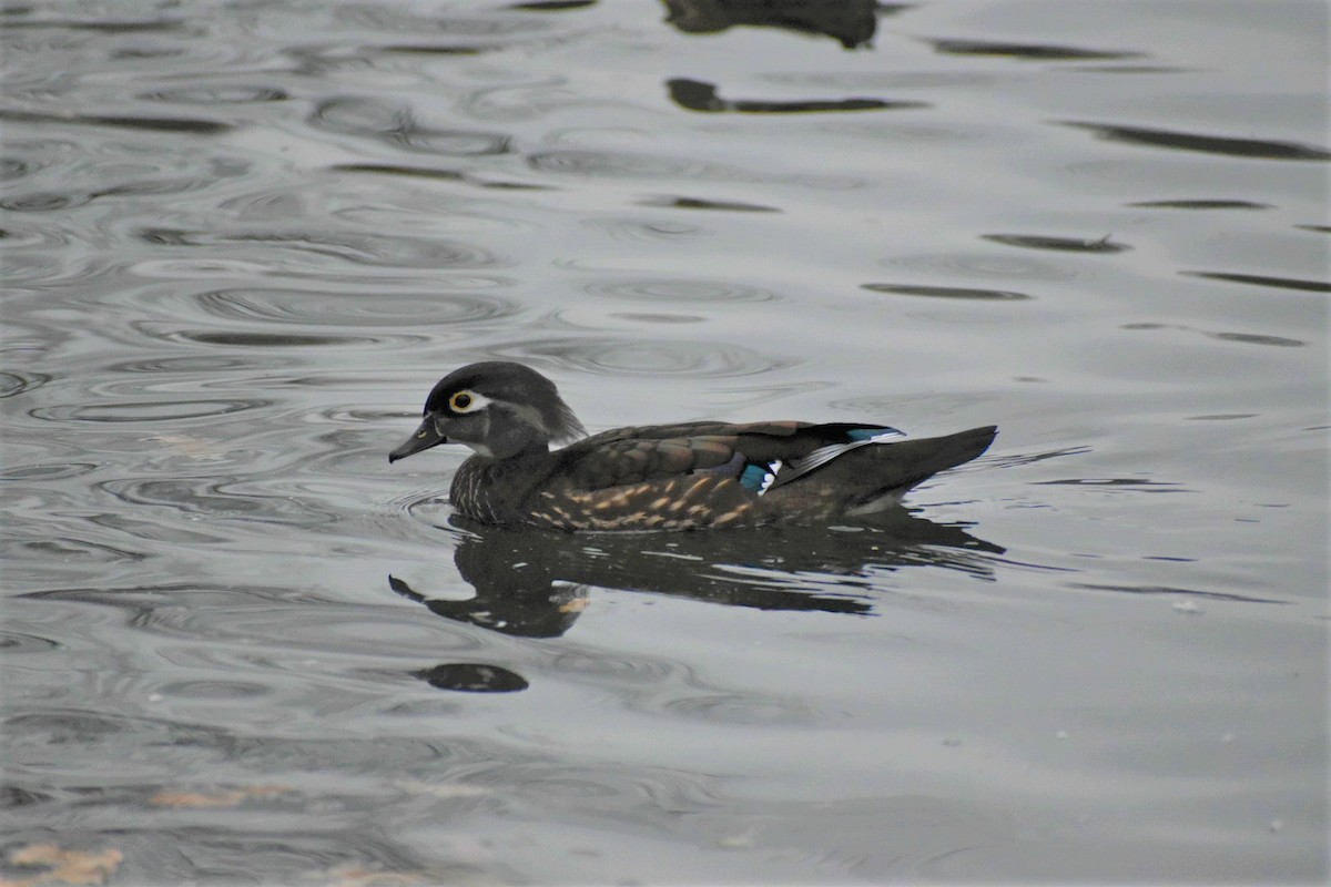 Wood Duck - ML376674711