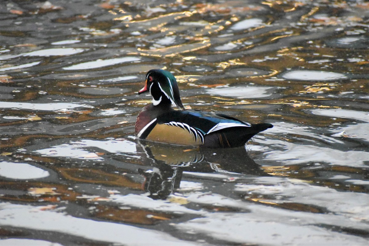 Wood Duck - ML376674721