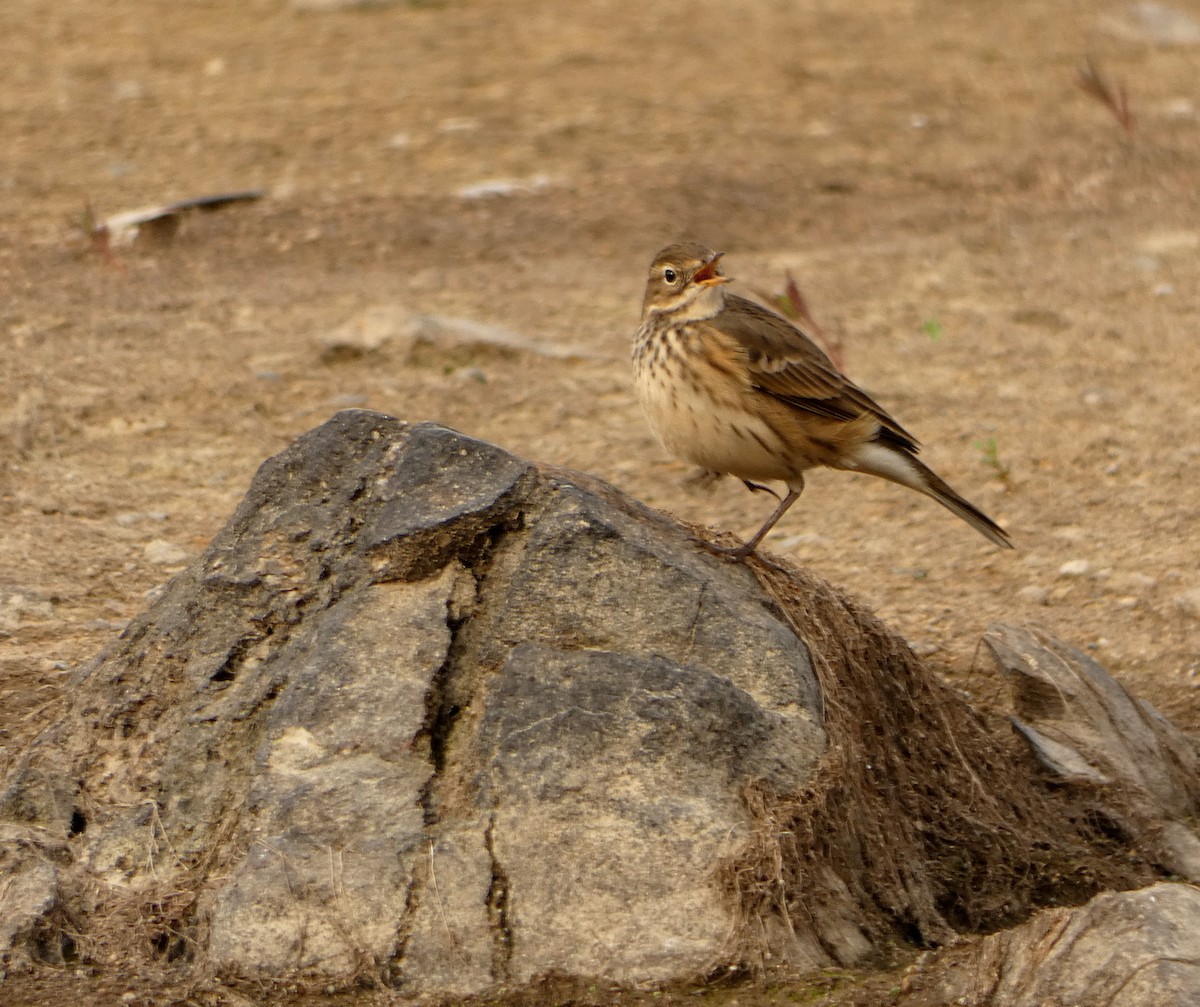 Pipit d'Amérique - ML376675151