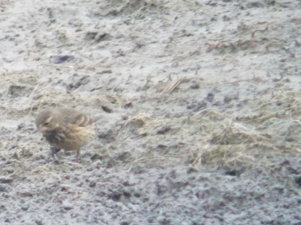 American Pipit - ML376675241