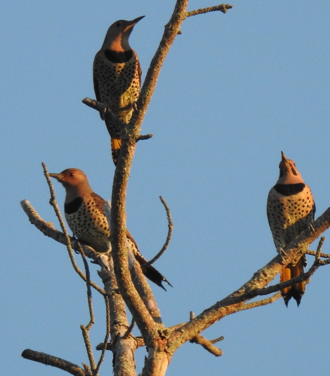 Northern Flicker - ML376675281