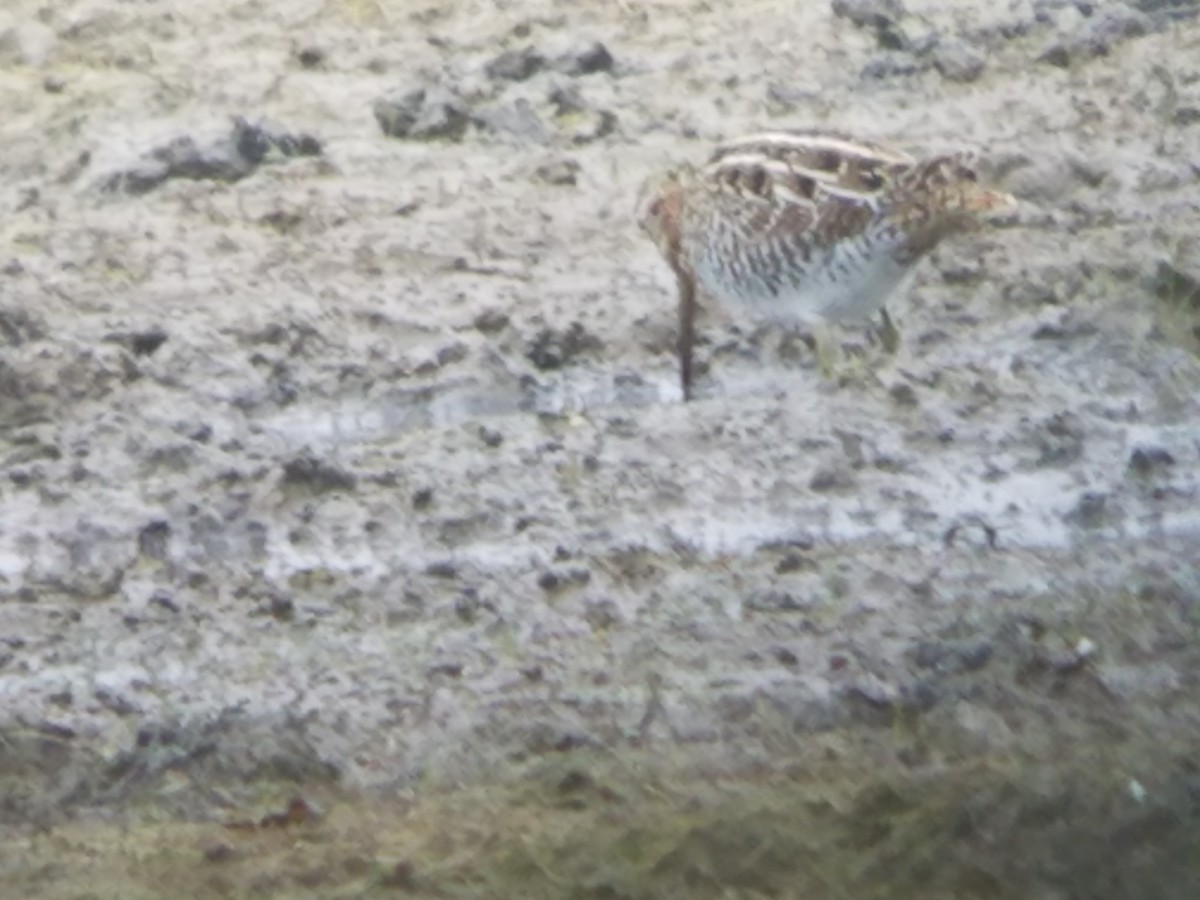 Wilson's Snipe - ML376675331