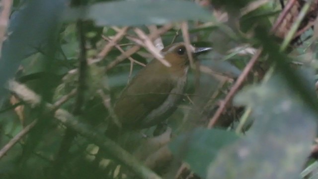 Eyebrowed Jungle Flycatcher - ML376675791