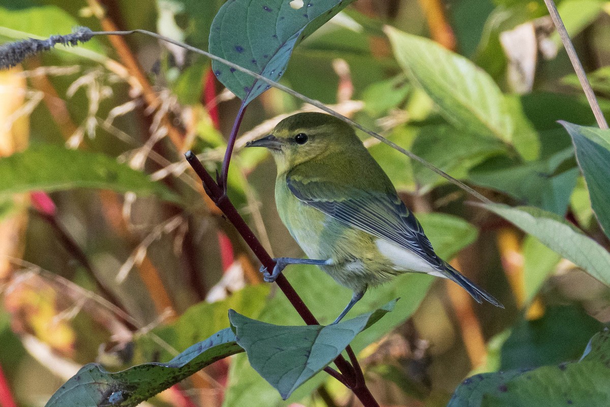 Tennessee Warbler - ML376676241