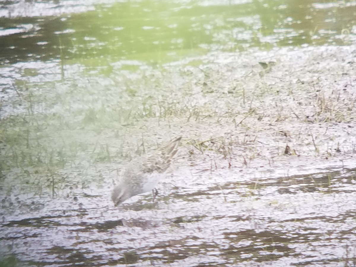 White-rumped Sandpiper - ML376676611