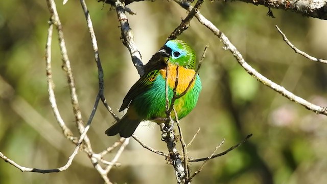 Brassy-breasted Tanager - ML376677781