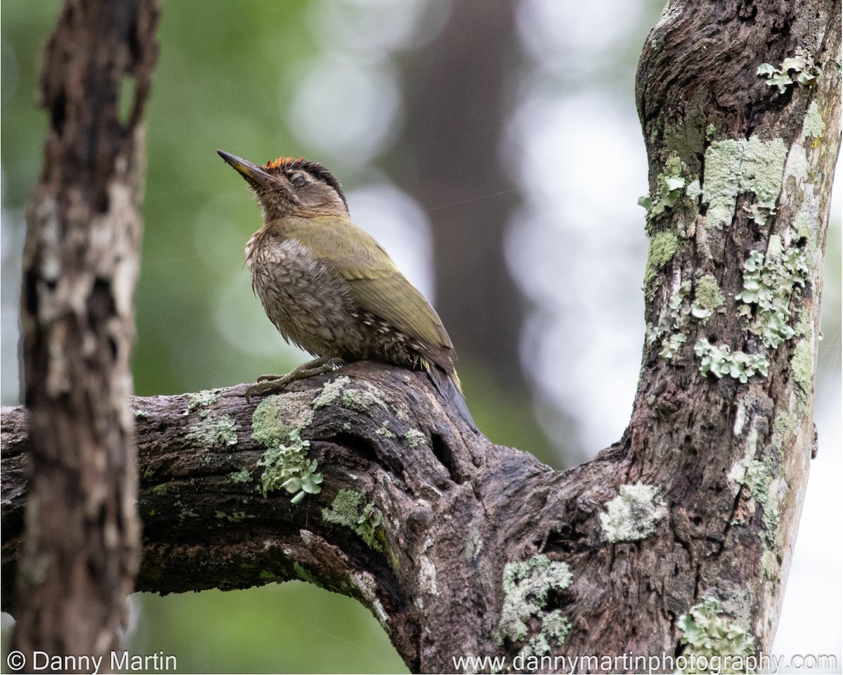 Streak-throated Woodpecker - Danny Martin