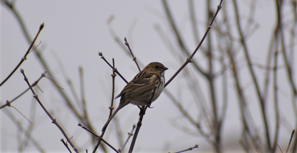 Harris's Sparrow - ML376678651