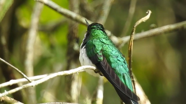 Colibrí Hada Oriental - ML376679131