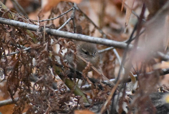 Winter Wren - ML376680131