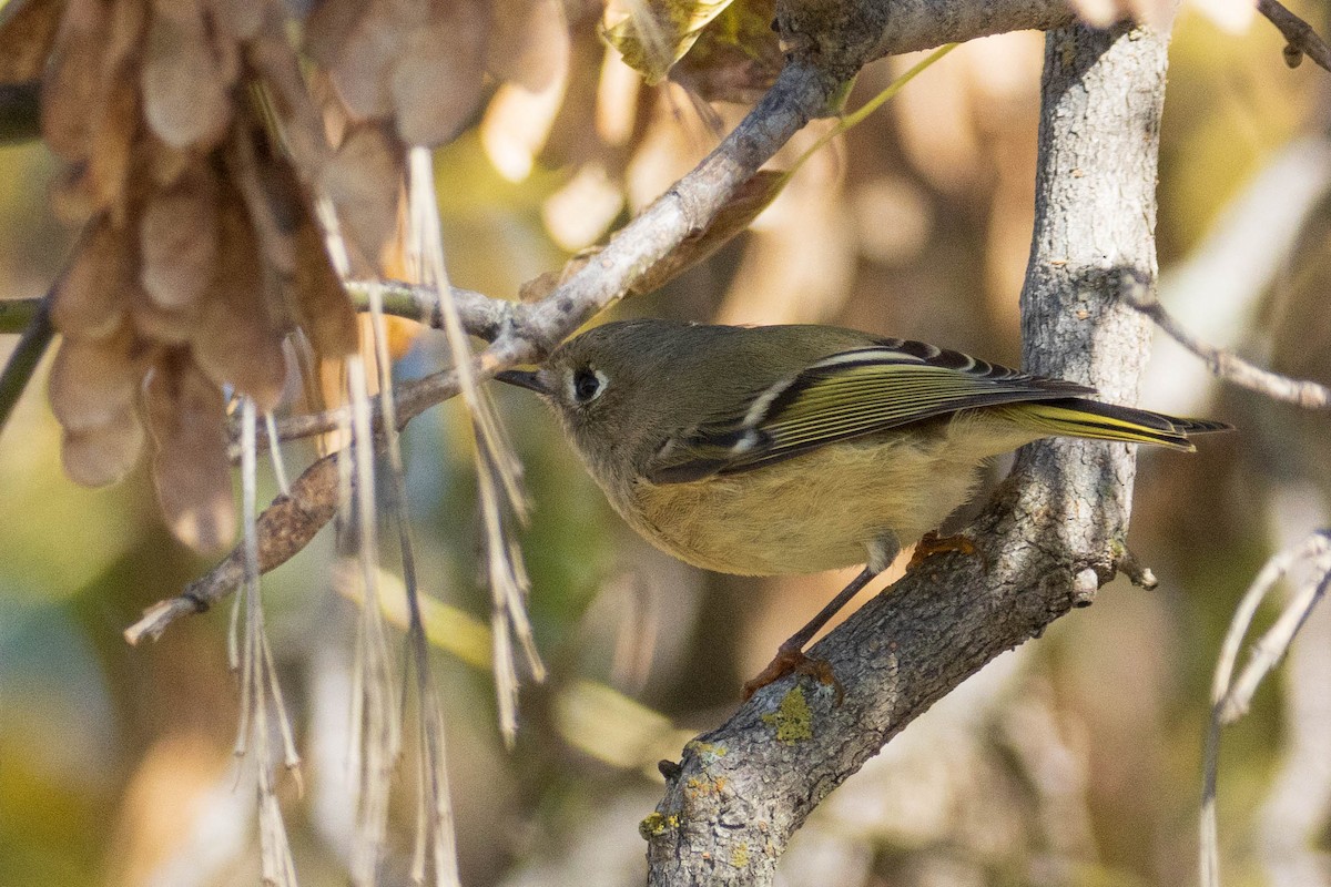 Ruby-crowned Kinglet - Miriam Baril