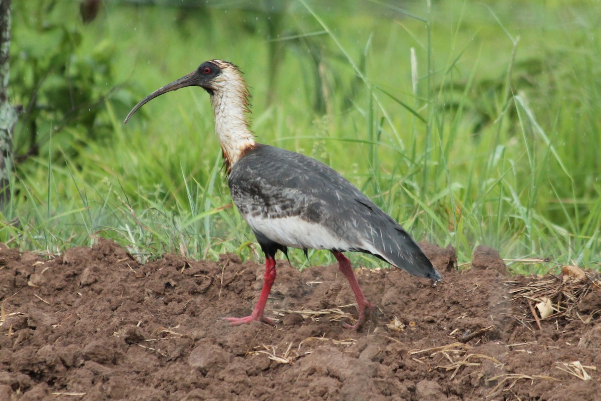 Buff-necked Ibis - ML376680891