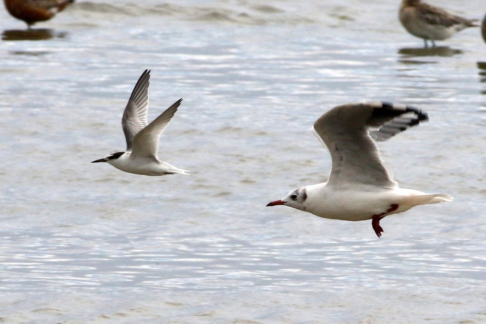 Little Tern - ML376680931