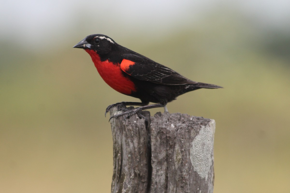 White-browed Meadowlark - ML376681071