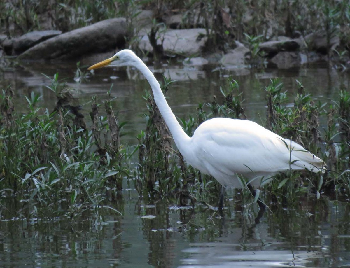 Great Egret - ML376681151