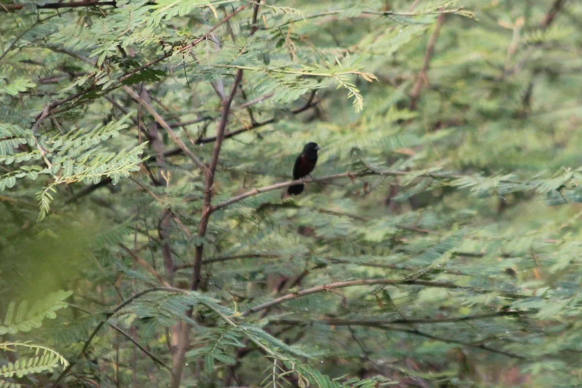 Chestnut-bellied Seed-Finch - ML376681271
