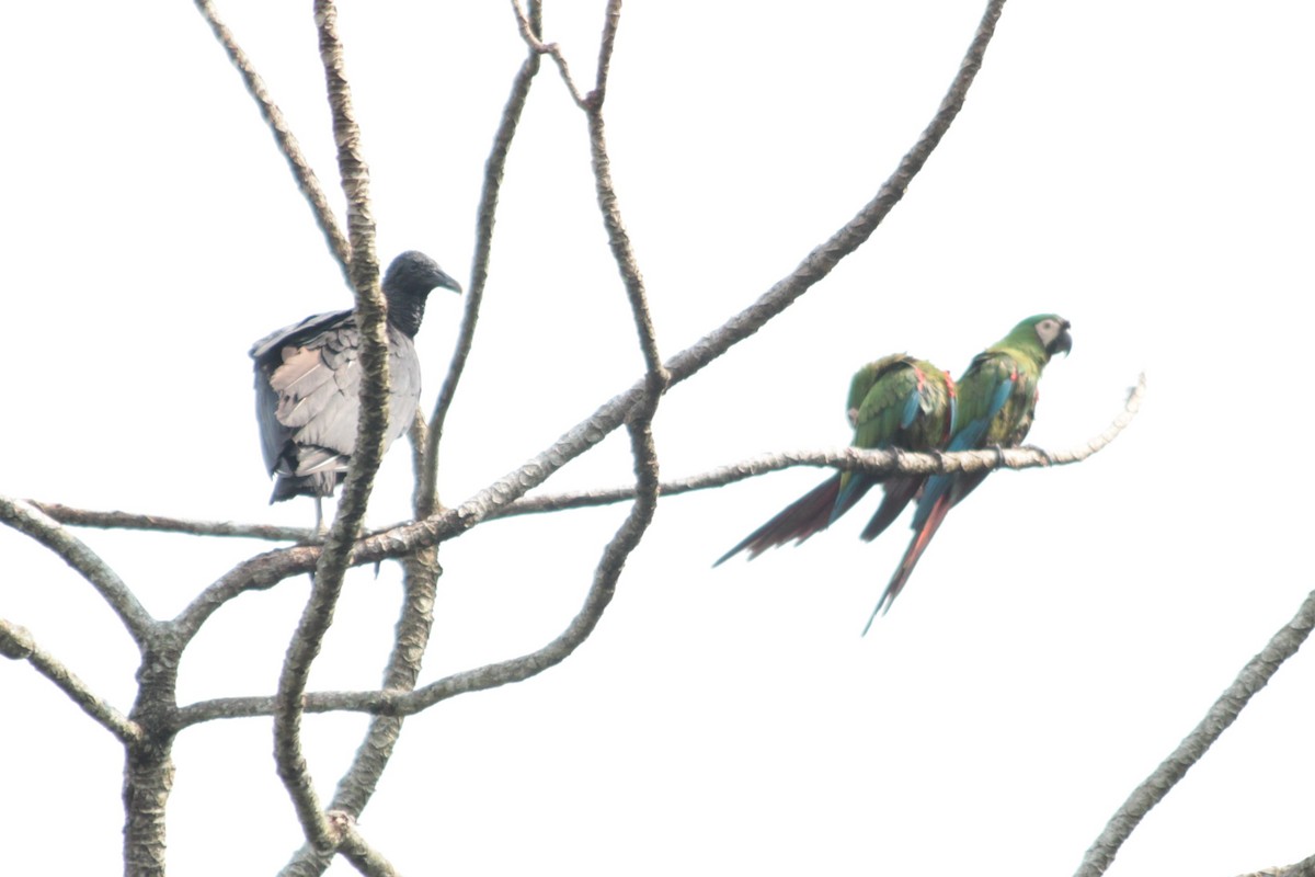 Chestnut-fronted Macaw - Suzanne Vargas