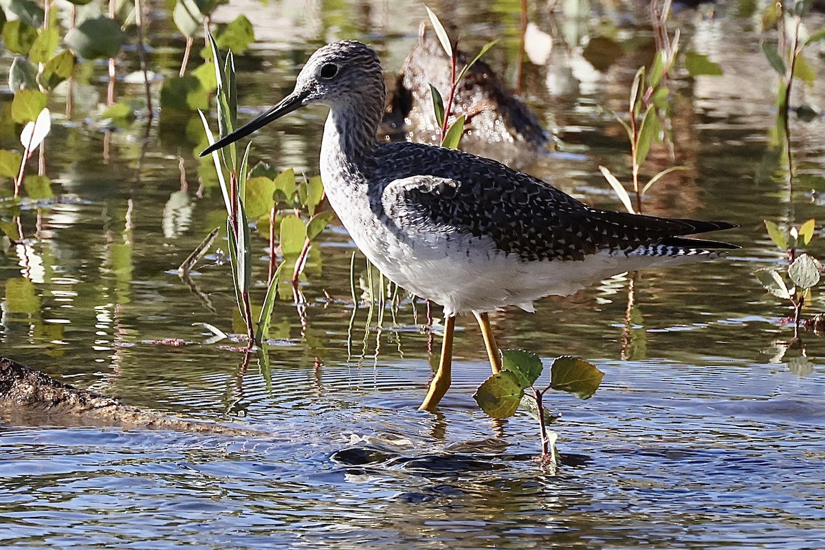 Greater Yellowlegs - Bill Frey