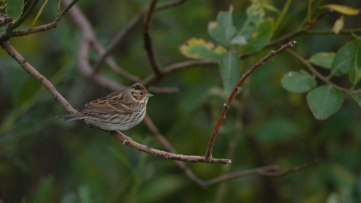 strnad malinký - ML376682441