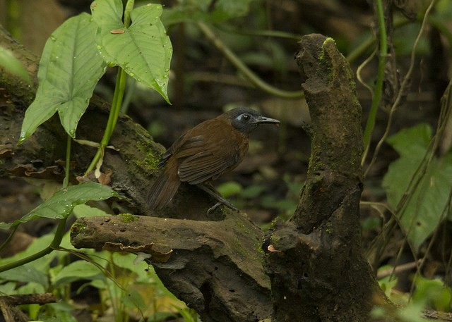 Chestnut-backed Antbird - ML37668271