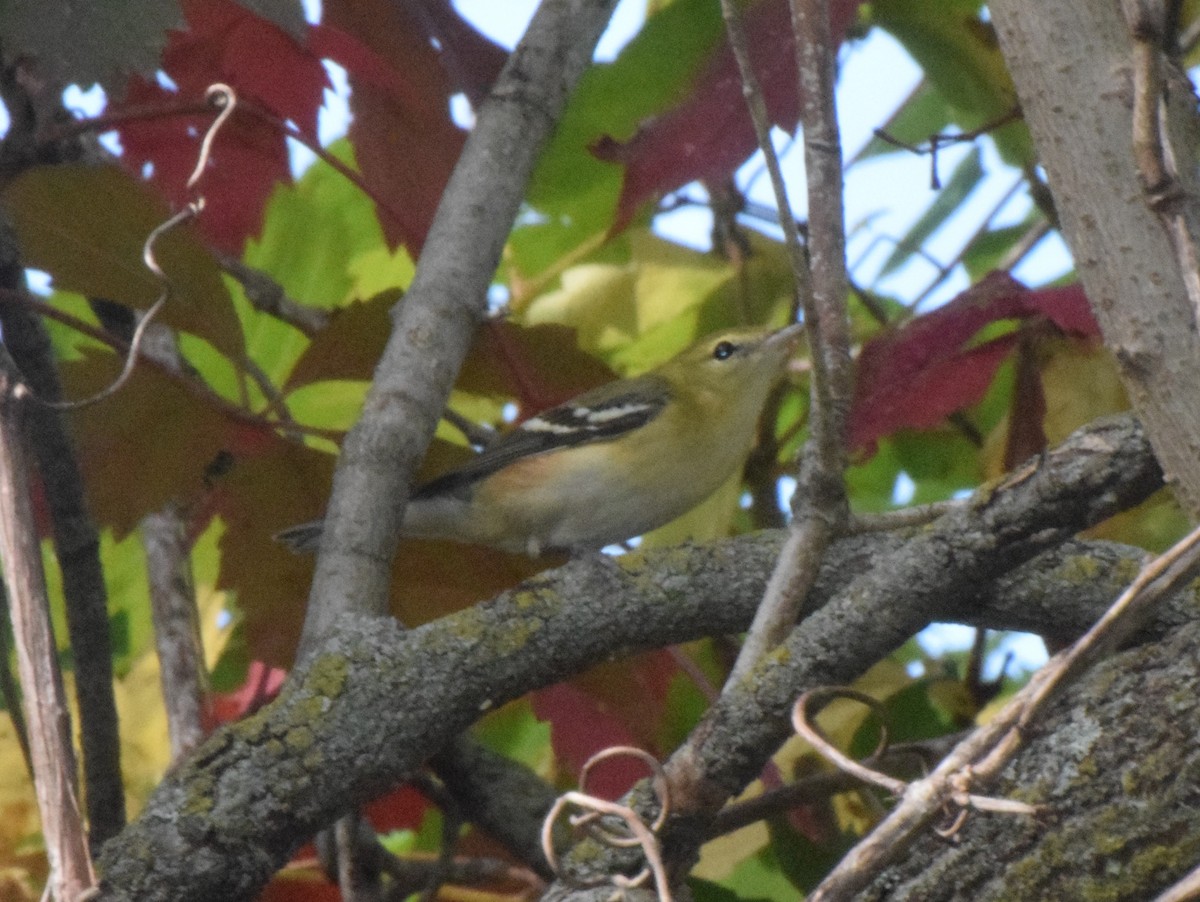 Bay-breasted Warbler - ML376683021