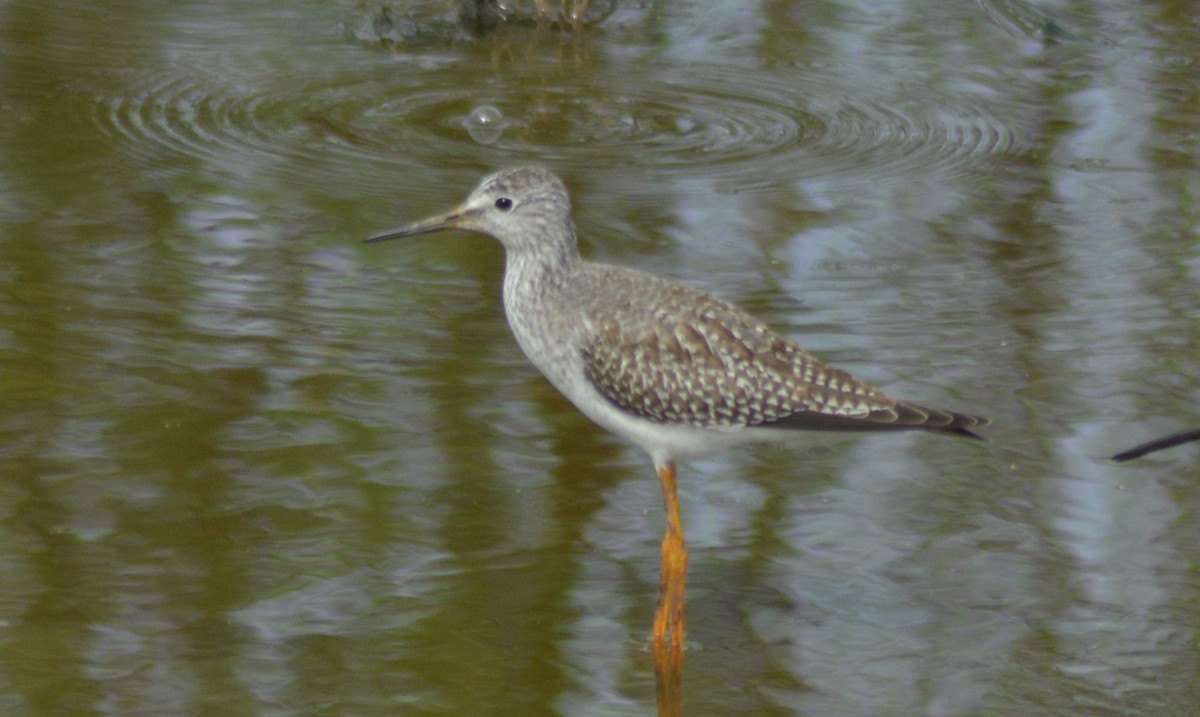 Lesser Yellowlegs - ML376683441