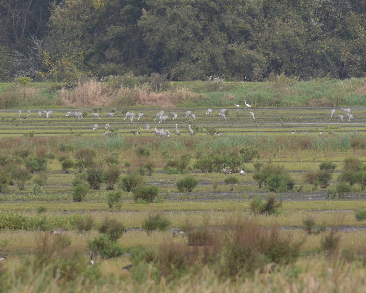 Sandhill Crane - ML376685061