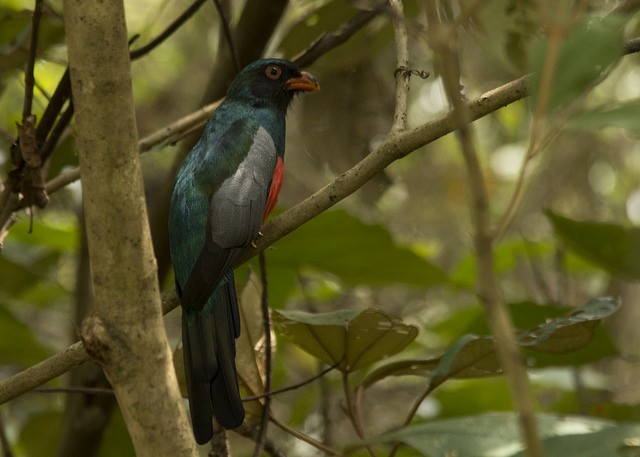 oransjenebbtrogon - ML37668561