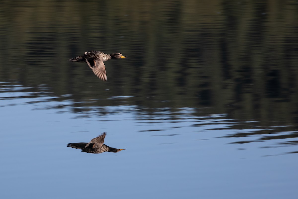 Yellow-billed Teal - Axel de Torres Curth