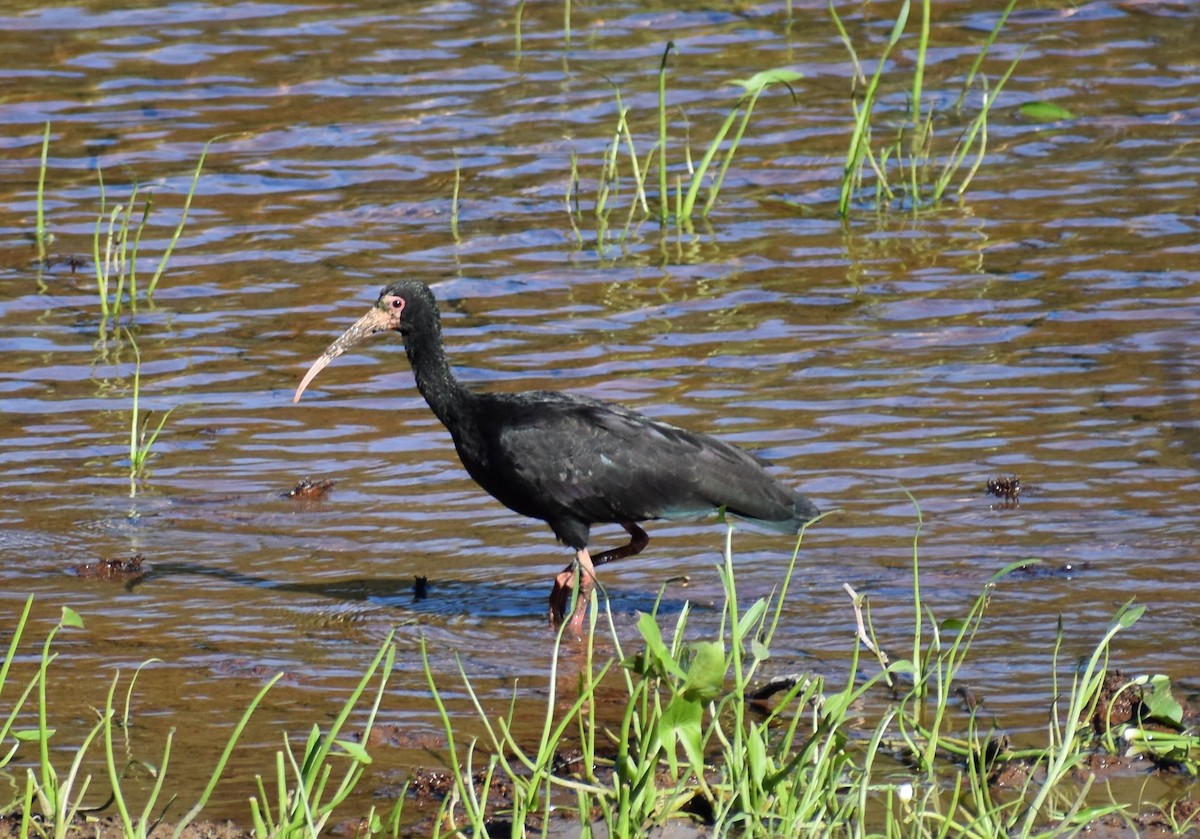 rødmaskeibis - ML376686981