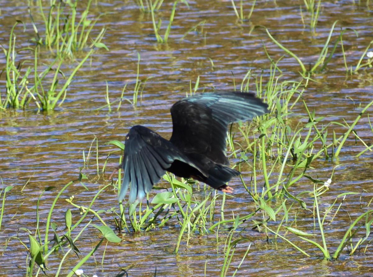 Bare-faced Ibis - ML376687081