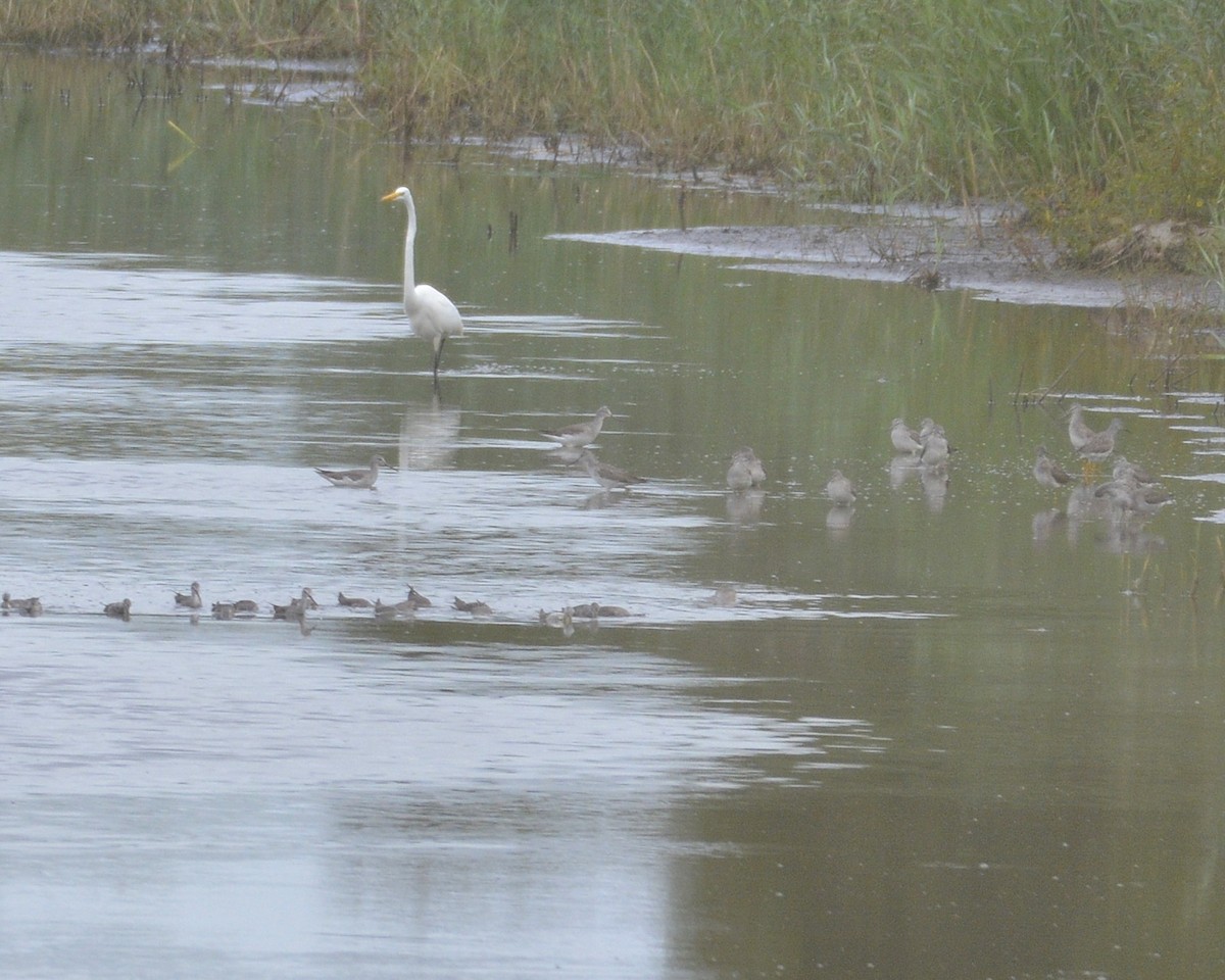 Greater Yellowlegs - ML376687251