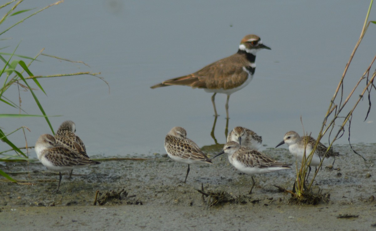 Semipalmated Sandpiper - ML376687331