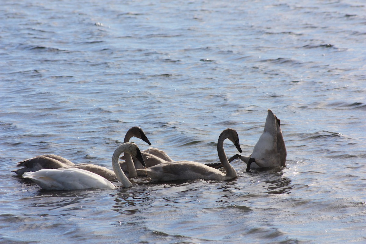 Trumpeter Swan - ML376687461