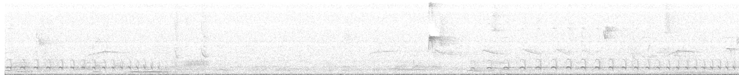 Weißbrust-Ameisenwürger - ML376688181