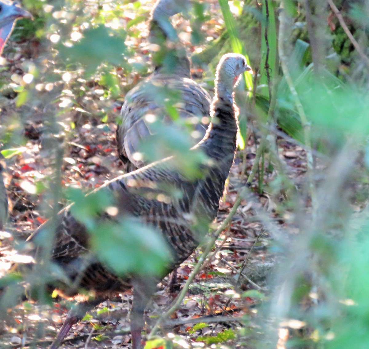 Wild Turkey - Ken Spilios