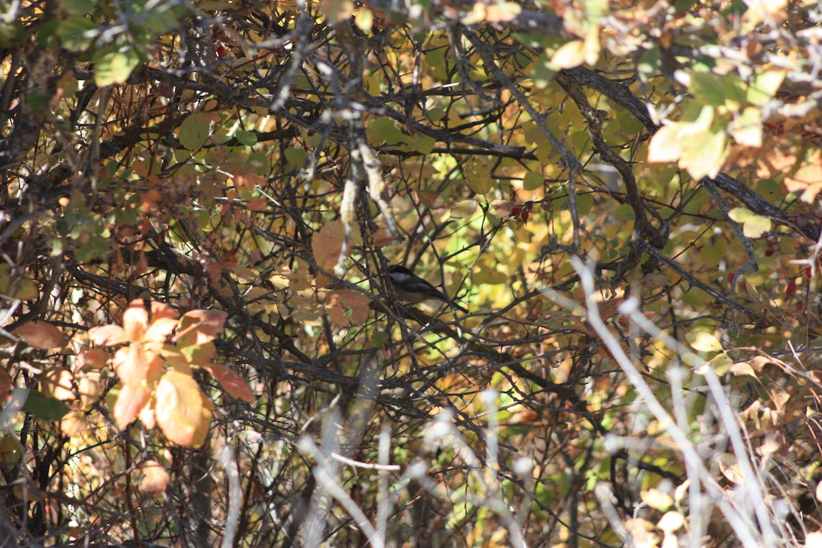 Black-capped Chickadee - ML376688431