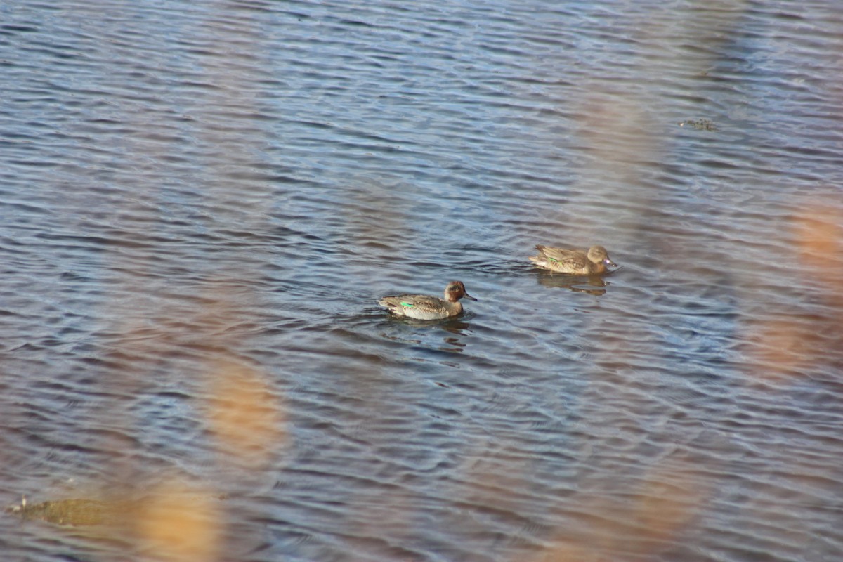 Green-winged Teal - ML376688791